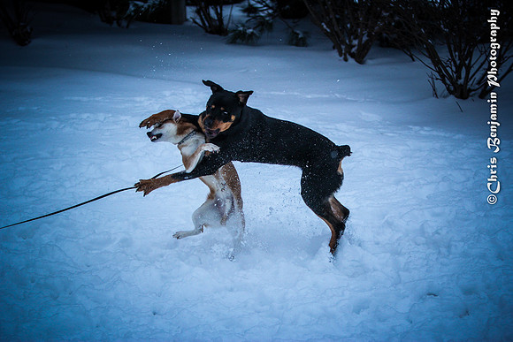 IMG_0317